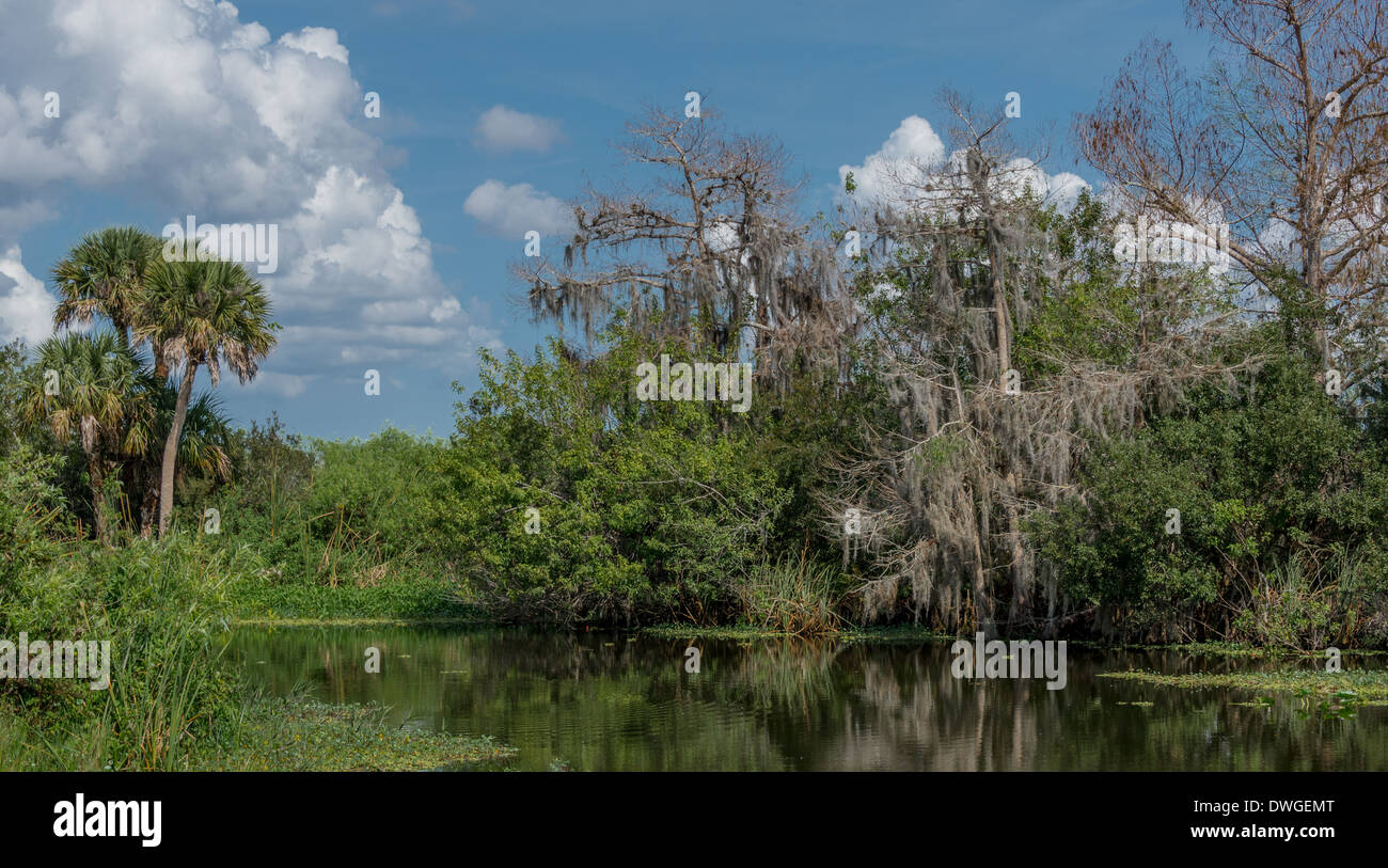 Marais de Floride. Banque D'Images