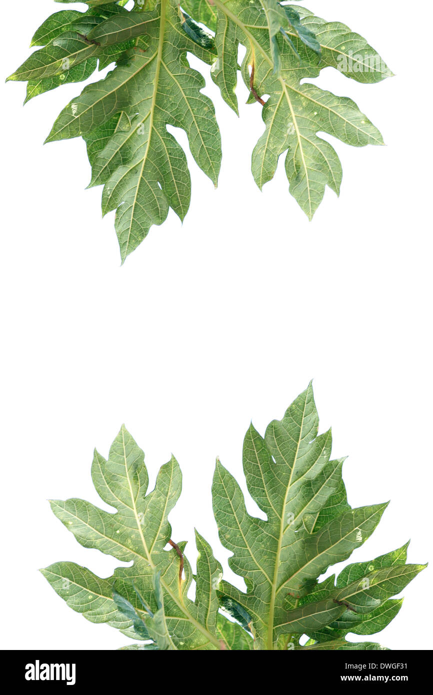 Vert feuilles de papayer sur fond blanc. Banque D'Images