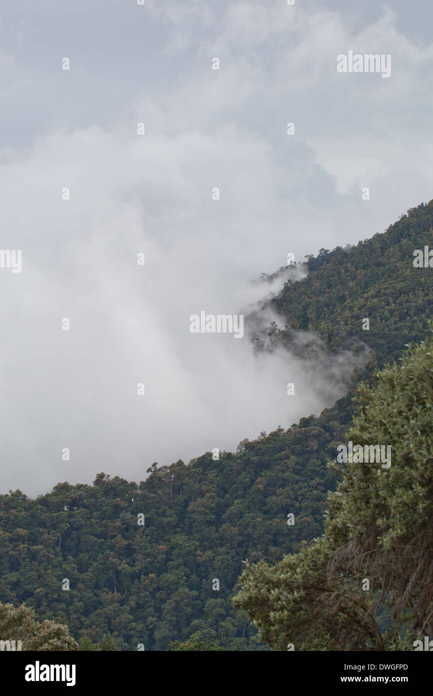 Forêt de nuage primaire. Parques Nacional Chirripó. Cerro Chirripó 3800m. Limon. Sud-ouest. Costa Rica. L'Amérique centrale. Banque D'Images