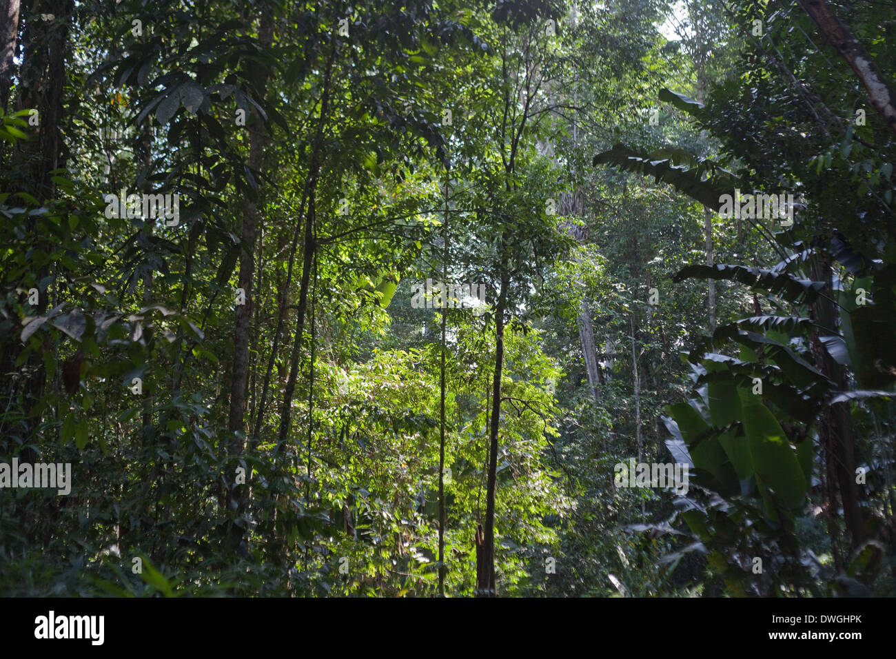 La forêt d'Iwokrama. Atta. La Guyana. L'Amérique du Sud. Banque D'Images