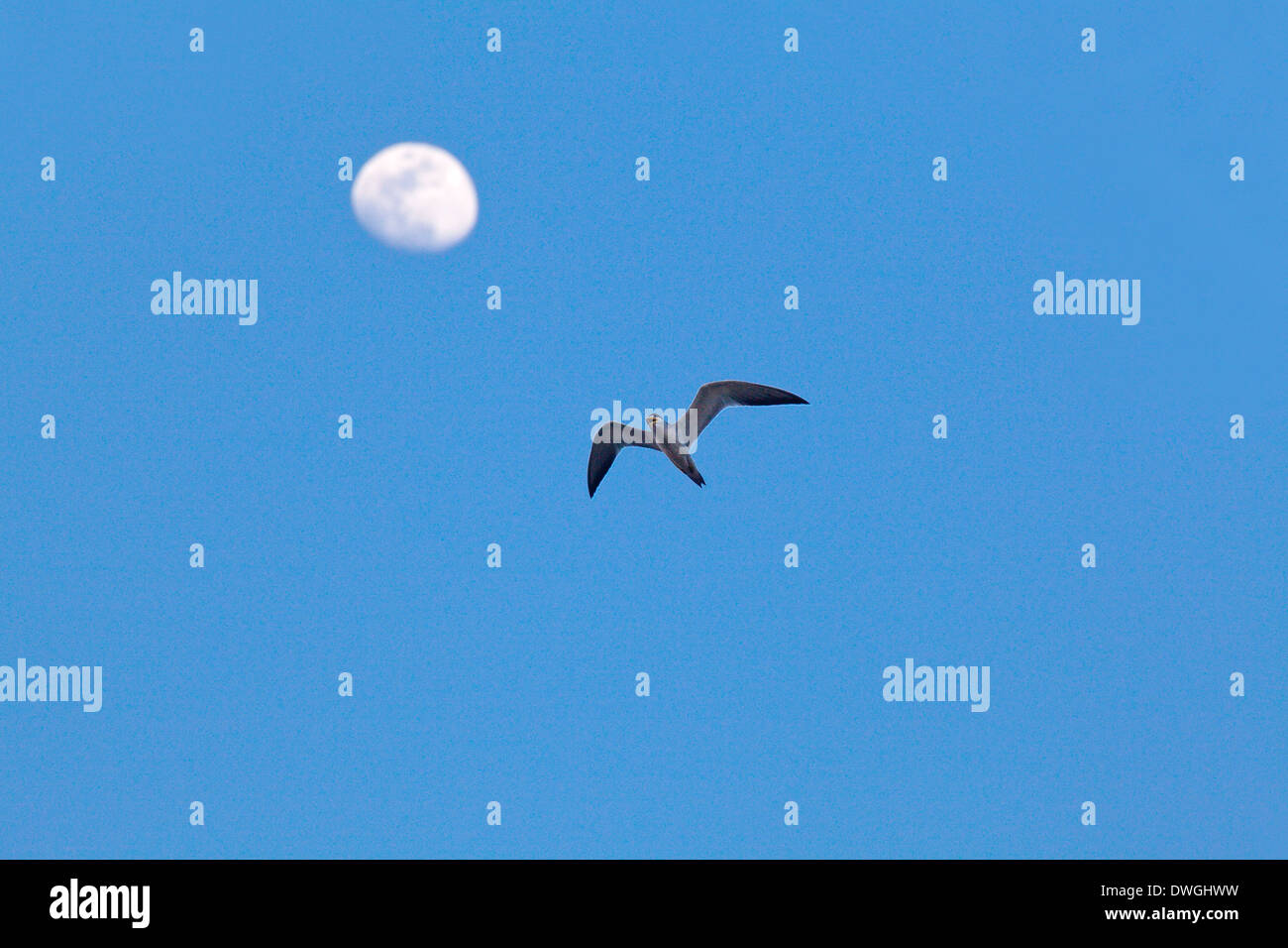 Yellowbilled Tern (Sterna superciliaris). Voler contre un ciel bleu et la lune. La Guyana. Banque D'Images