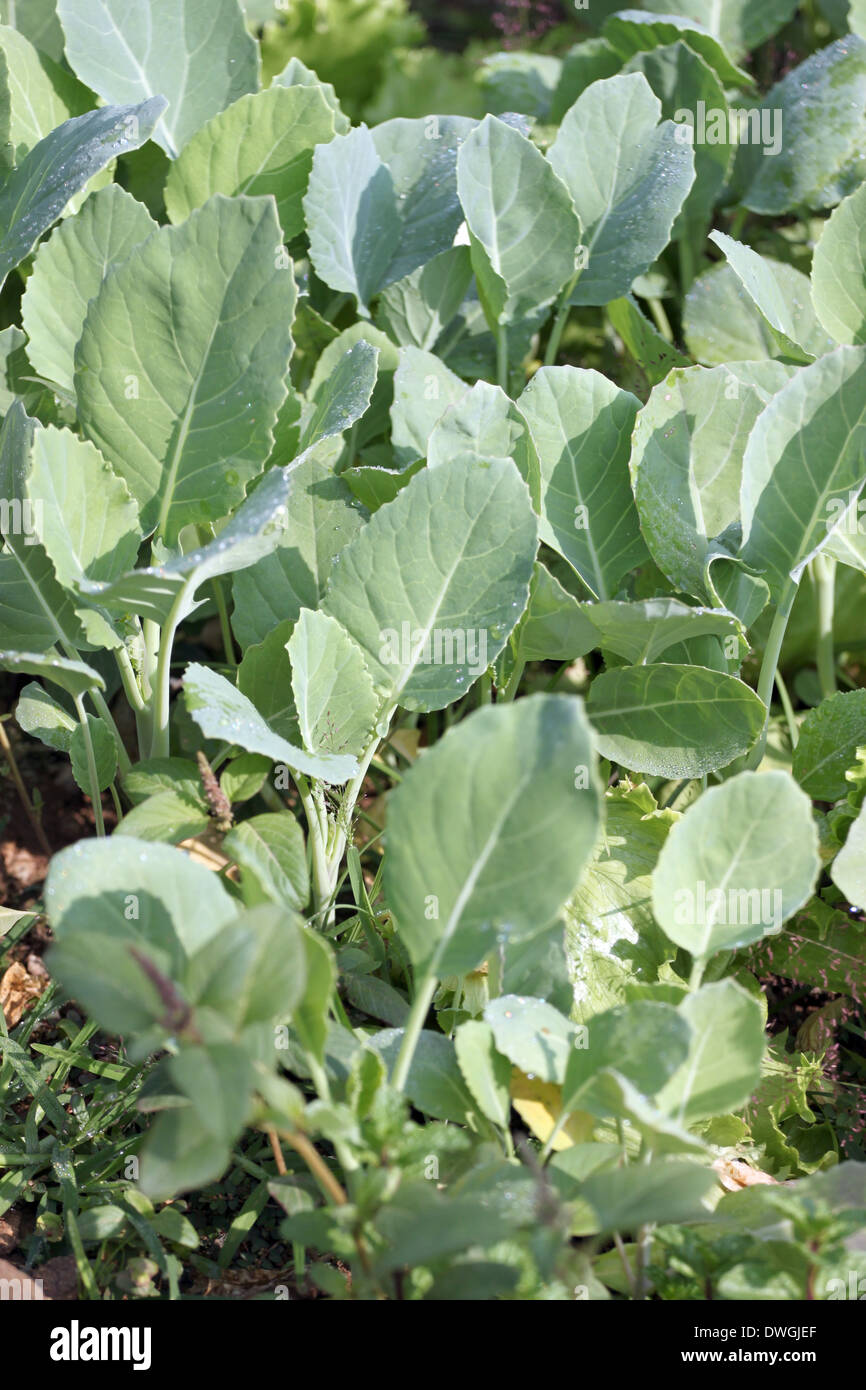 Des semis de légumes à kale chinois. Banque D'Images