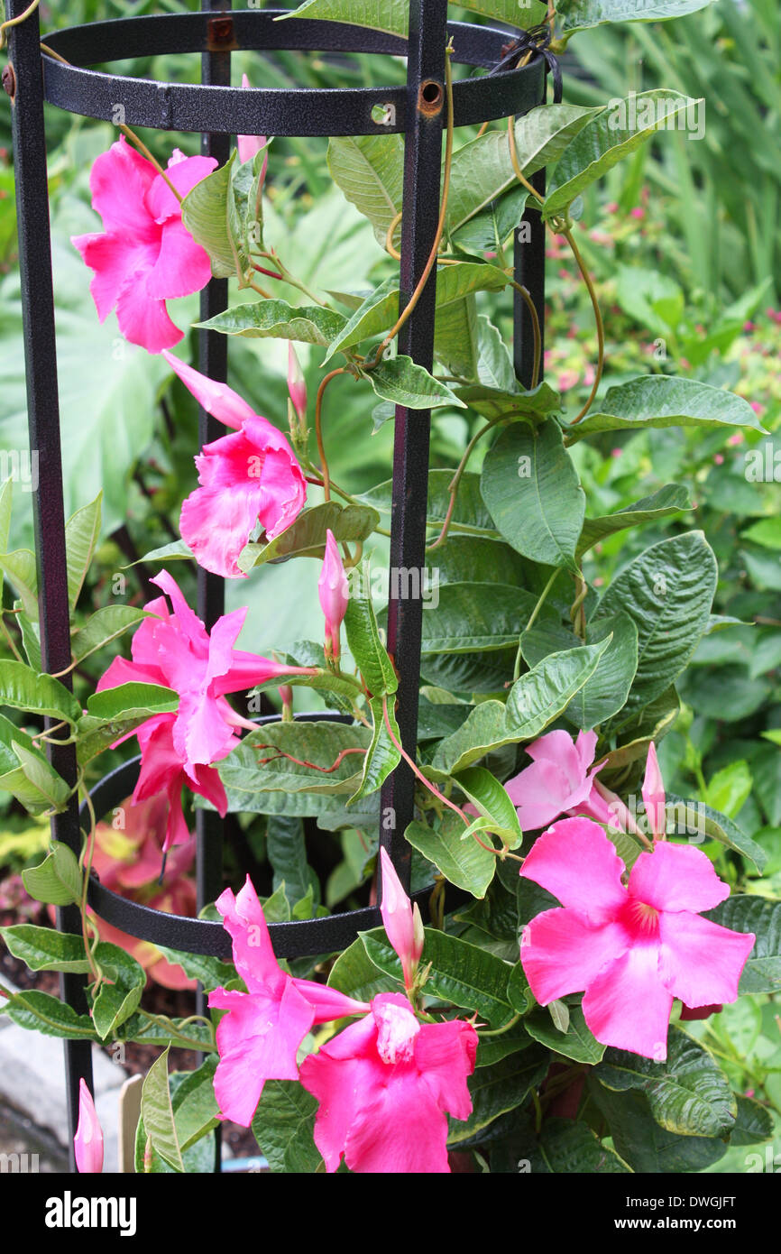 Plante tropicale rose Banque D'Images Plante tropicale rose Banque D'Images