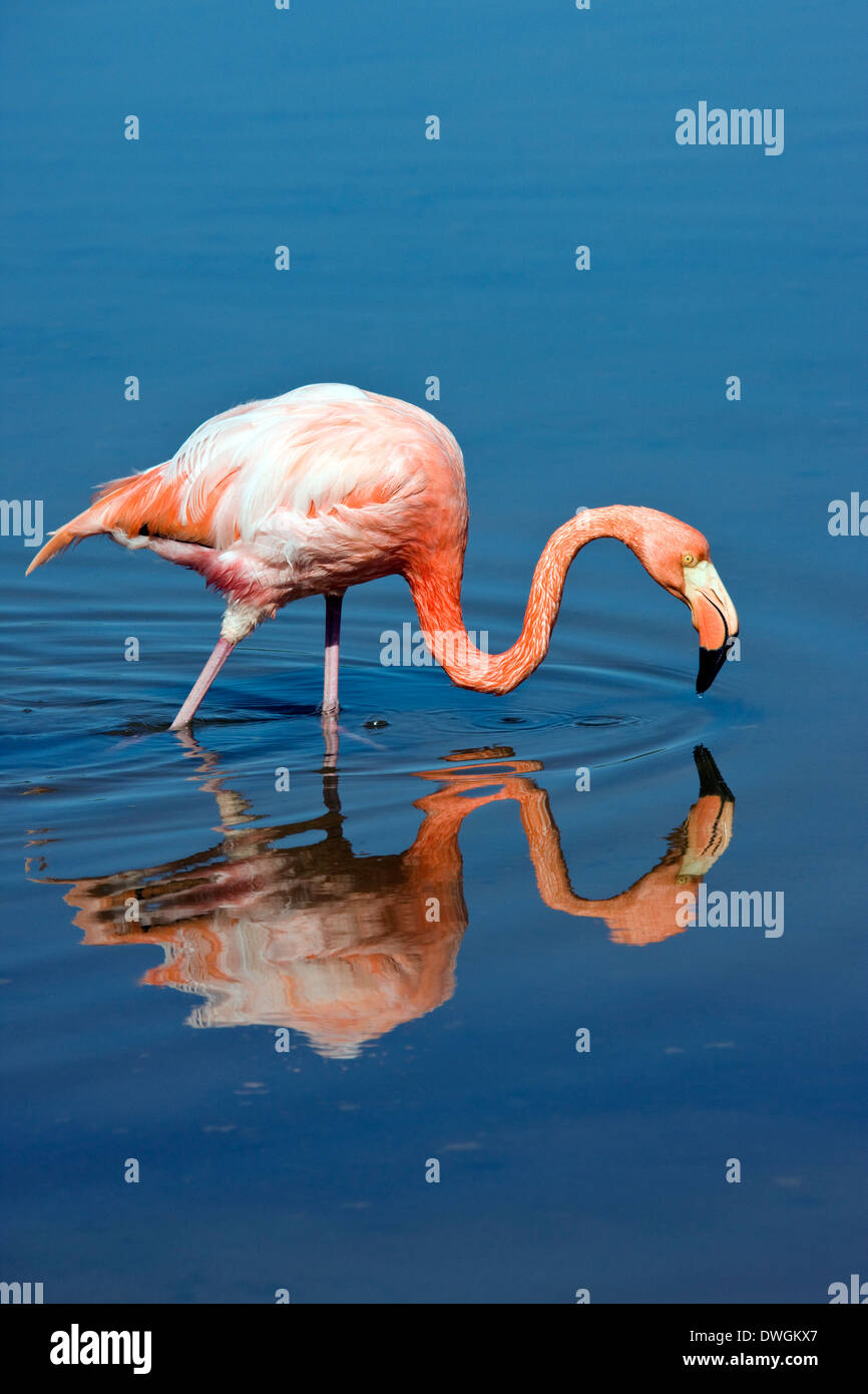 L'American Flamingo ou Caraïbes Flamingo (Phoenicopterus ruber) Banque D'Images