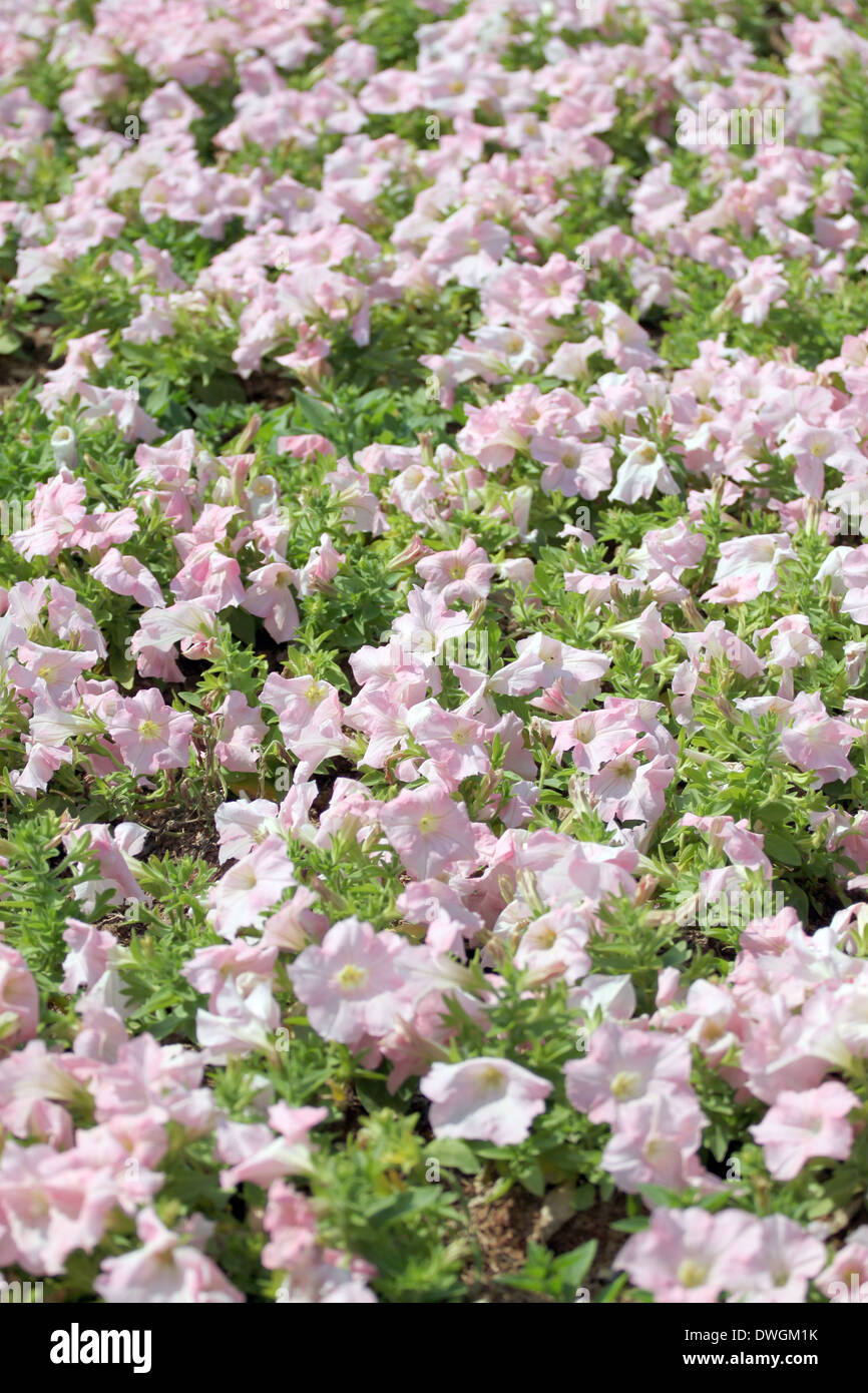 Clair Rose pétunia dans le jardin de fleurs. Banque D'Images