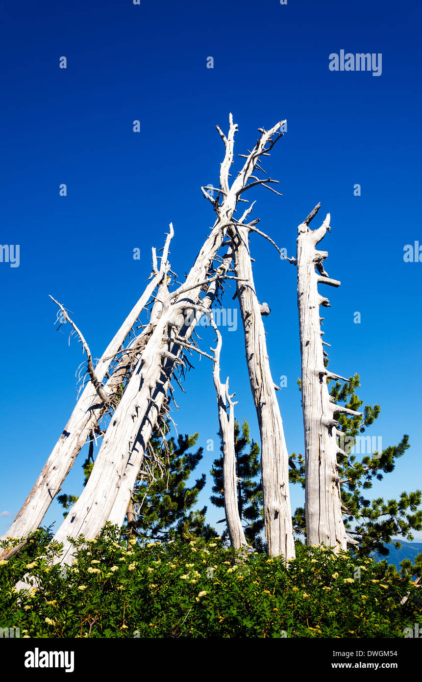 Un groupe de morts et maintenant de pins blancs dans Mount Hood dans l'Oregon Banque D'Images