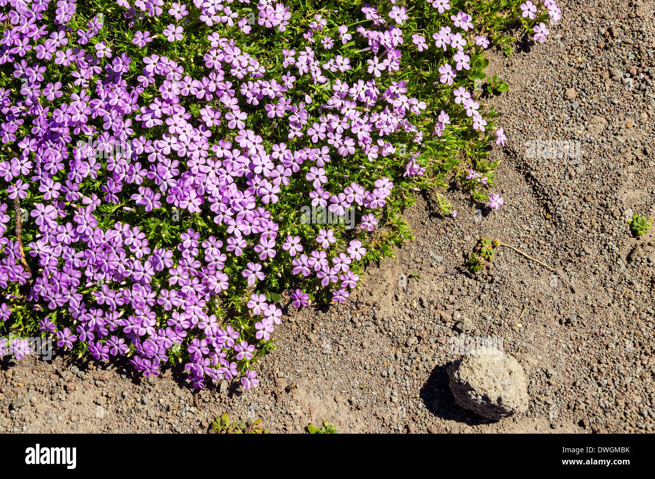Fleurs violettes qui se développe dans un cadre de montagne difficiles Banque D'Images