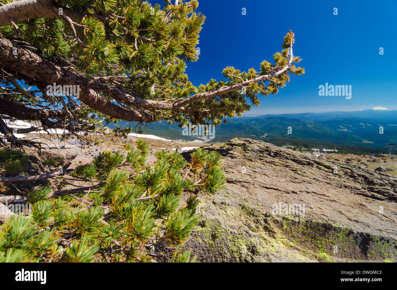 Vent faible du pin et battues sur le mont Jefferson vu de Mount Hood Banque D'Images