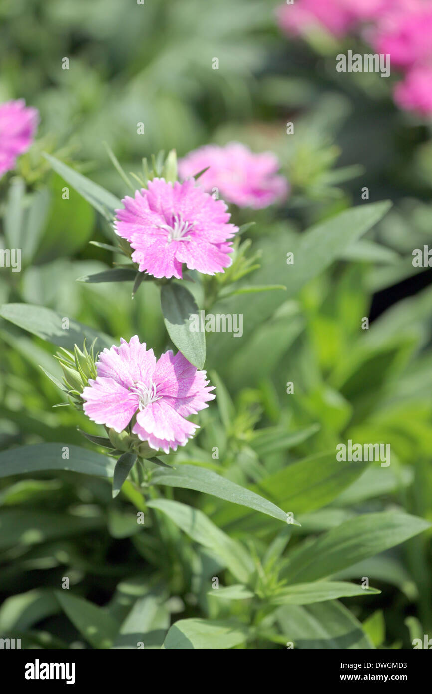 Clair Rose Dianthus Dianthus espèce de fleur est native. Banque D'Images