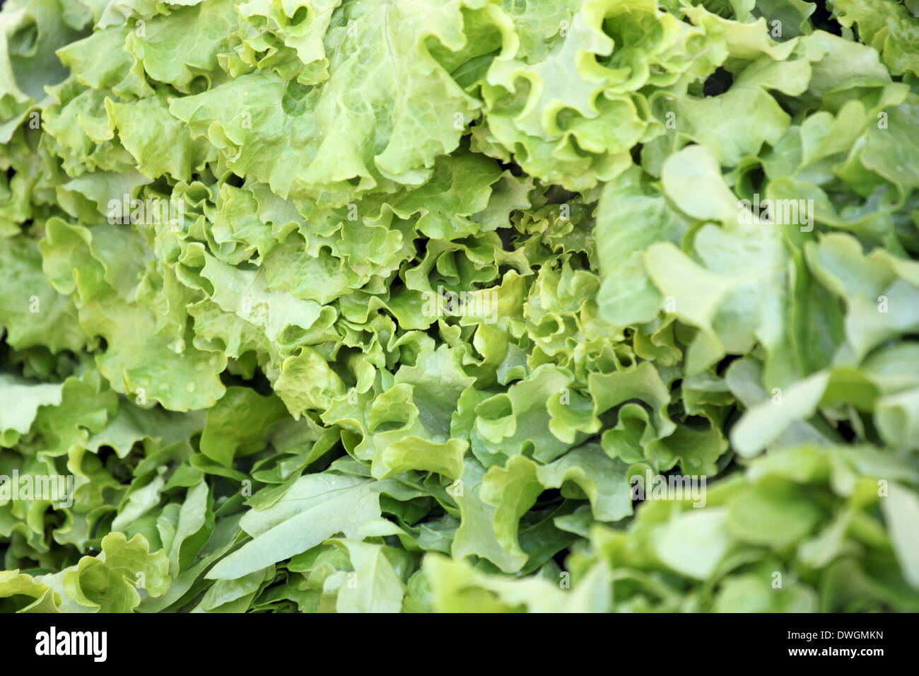 Fresh Lactuca sativa leaf en potager. Banque D'Images