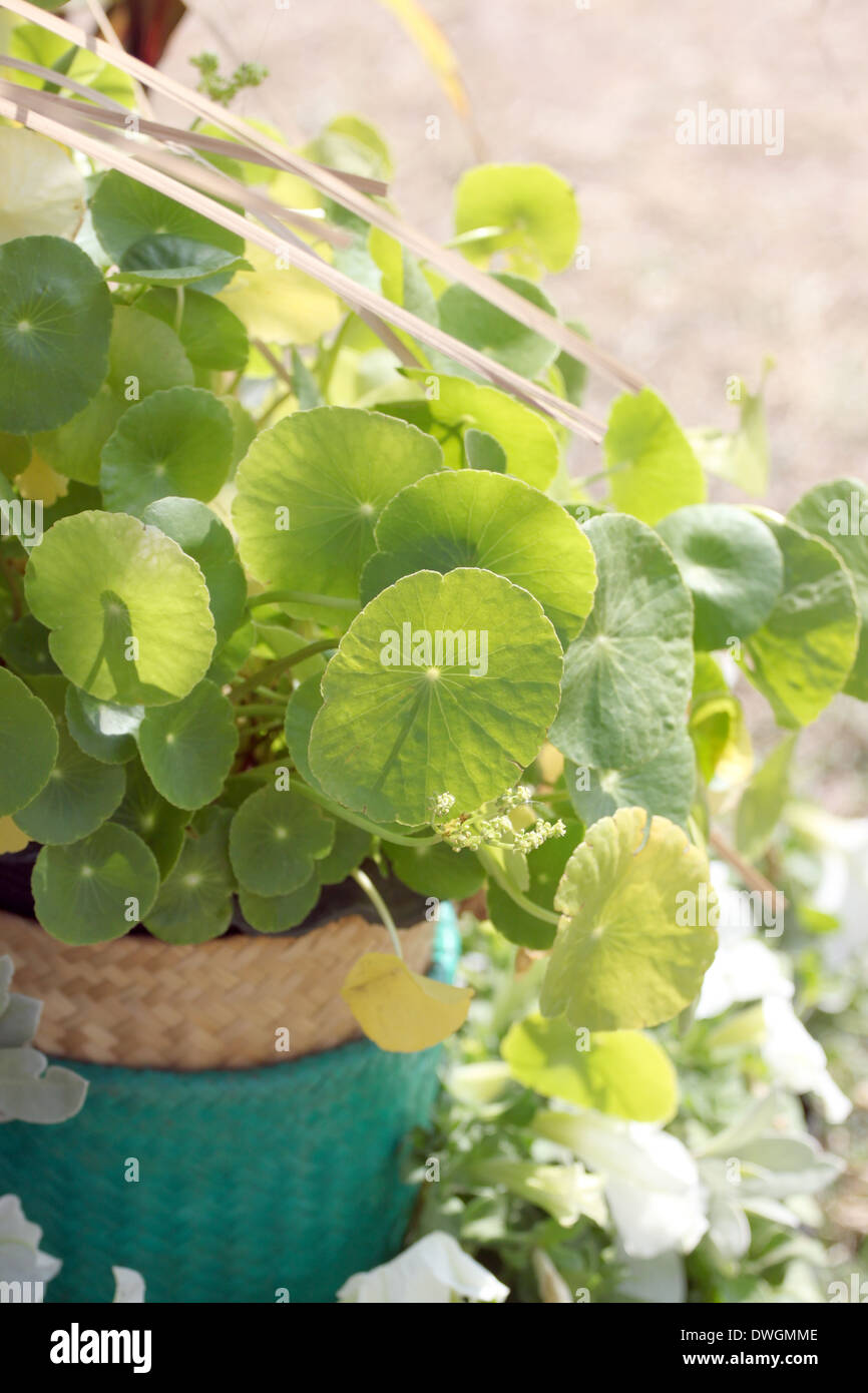 Feuille verte d'jardinière en Centella asiatica. Banque D'Images