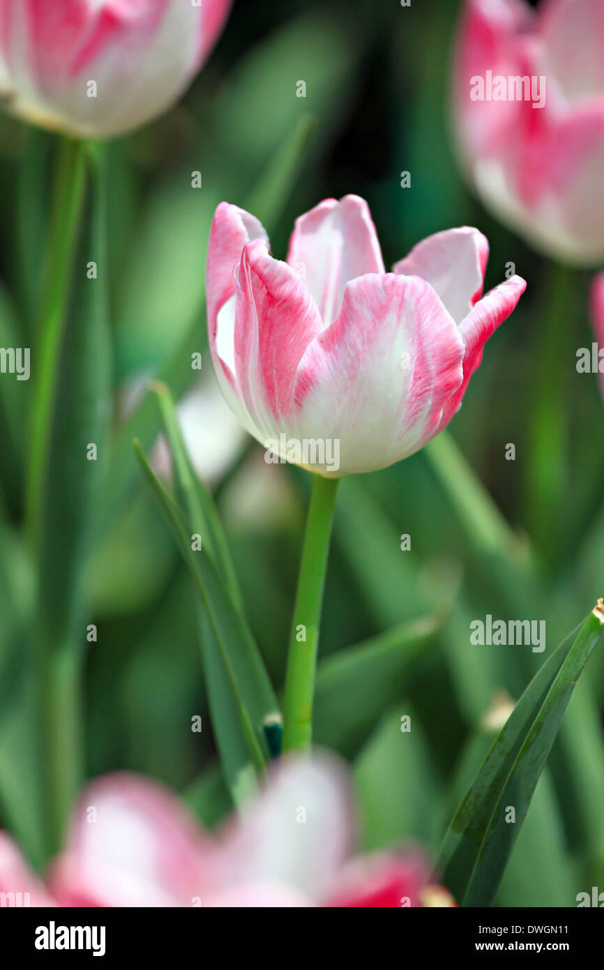 Tulipes blanches et roses de couleur dans le jardin. Banque D'Images