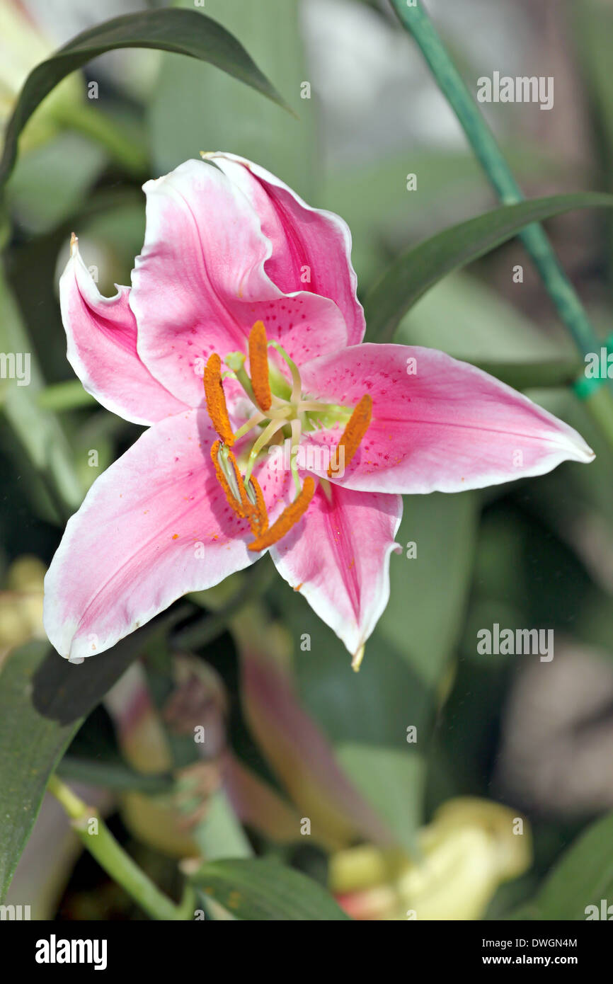 L'aménagement paysager de Lily rose dans le jardin. Banque D'Images