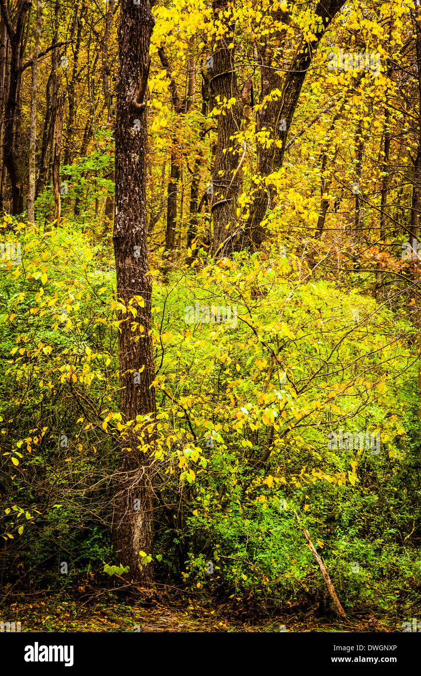 Au début de l'automne couleur à Nixon, dans New York, en Pennsylvanie. Banque D'Images