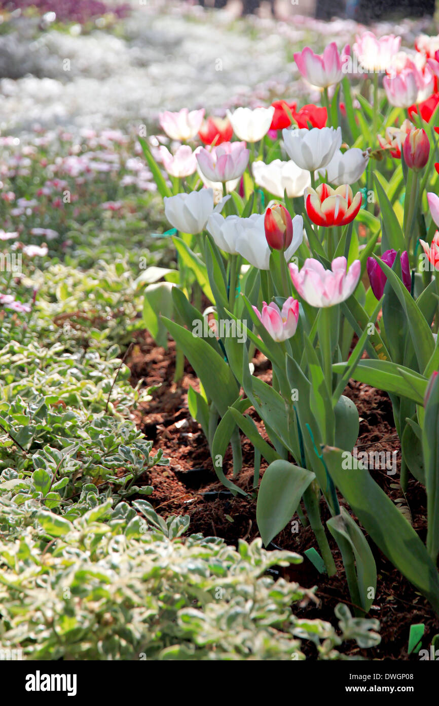 L'aménagement paysager les tulipes dans le jardin. Banque D'Images