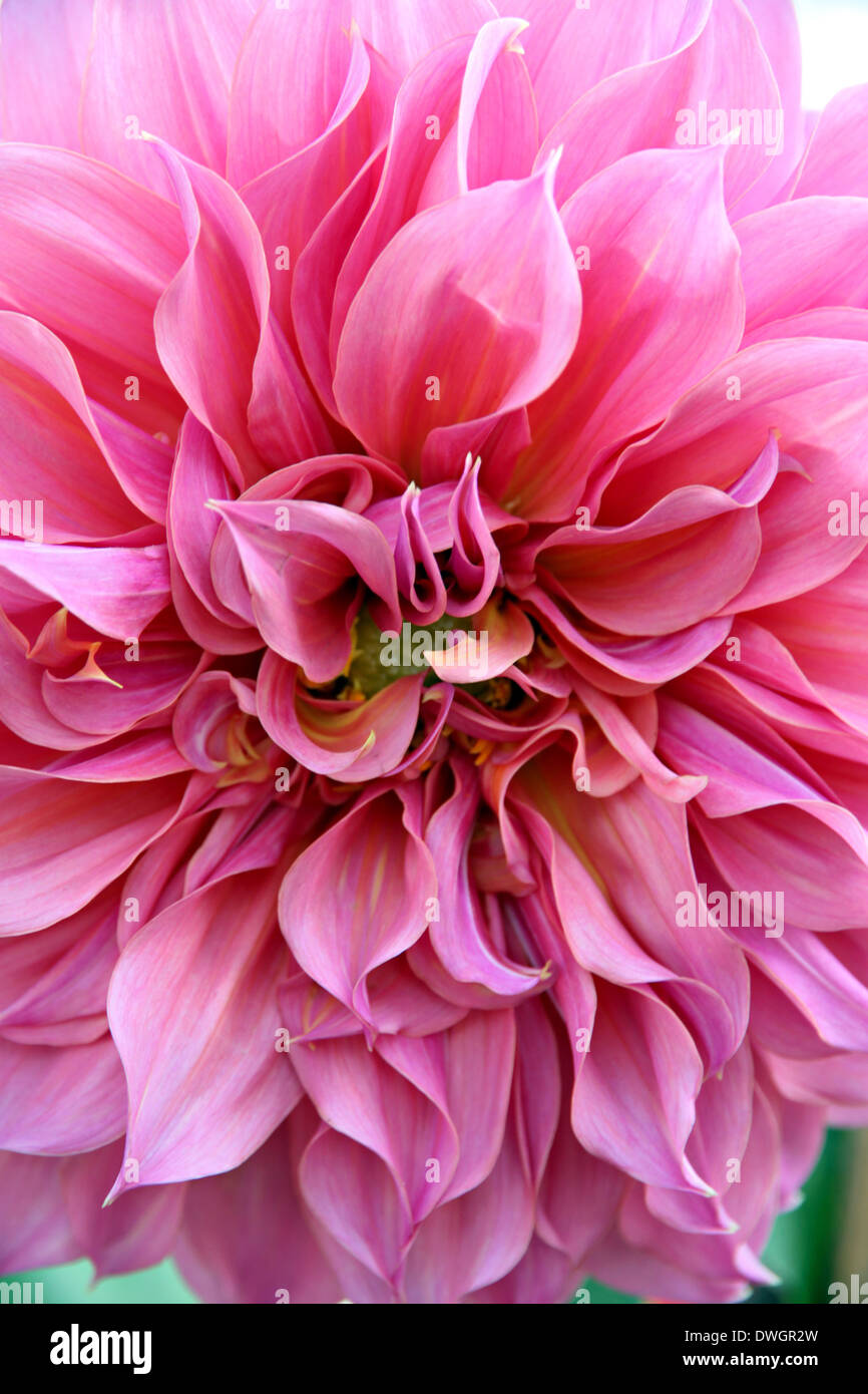Dahlia rose dans le jardin. Banque D'Images