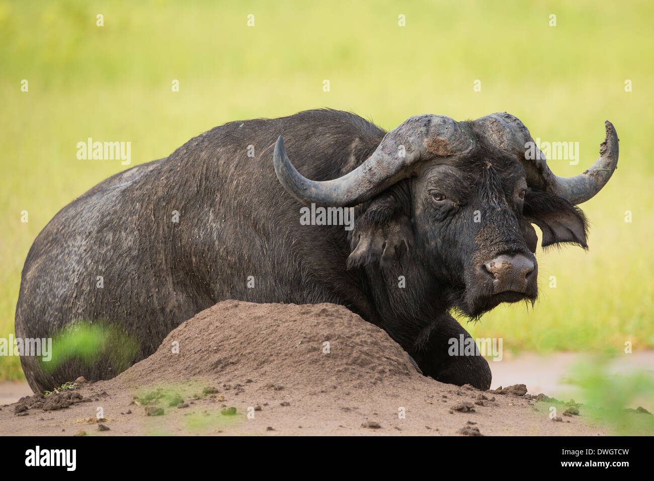 Old African Buffalo bull (Syncerus caffer) looking at camera Banque D'Images