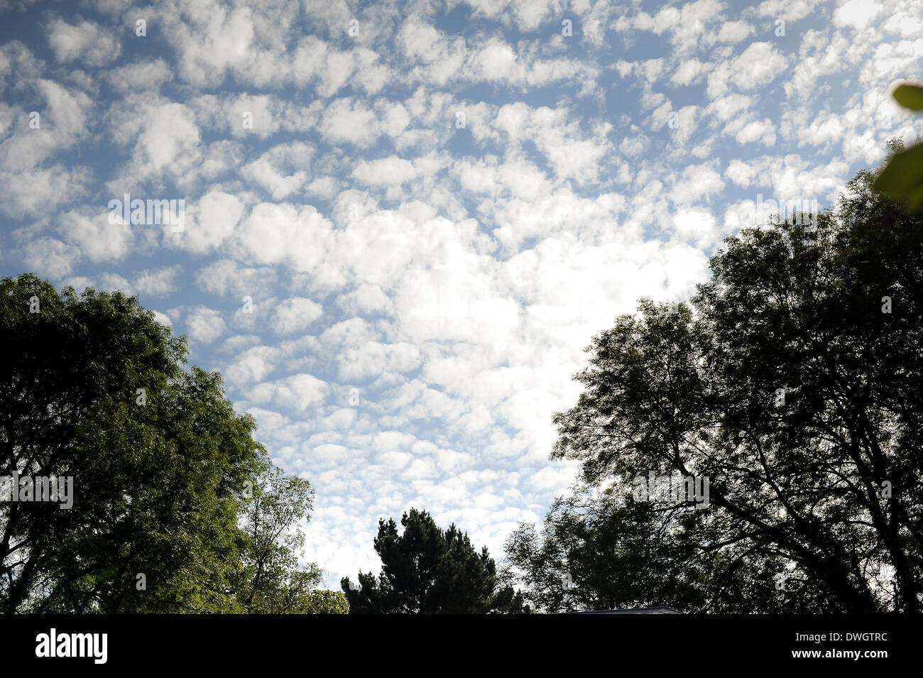 Les arbres et les nuages gris dans un ciel bleu Banque D'Images