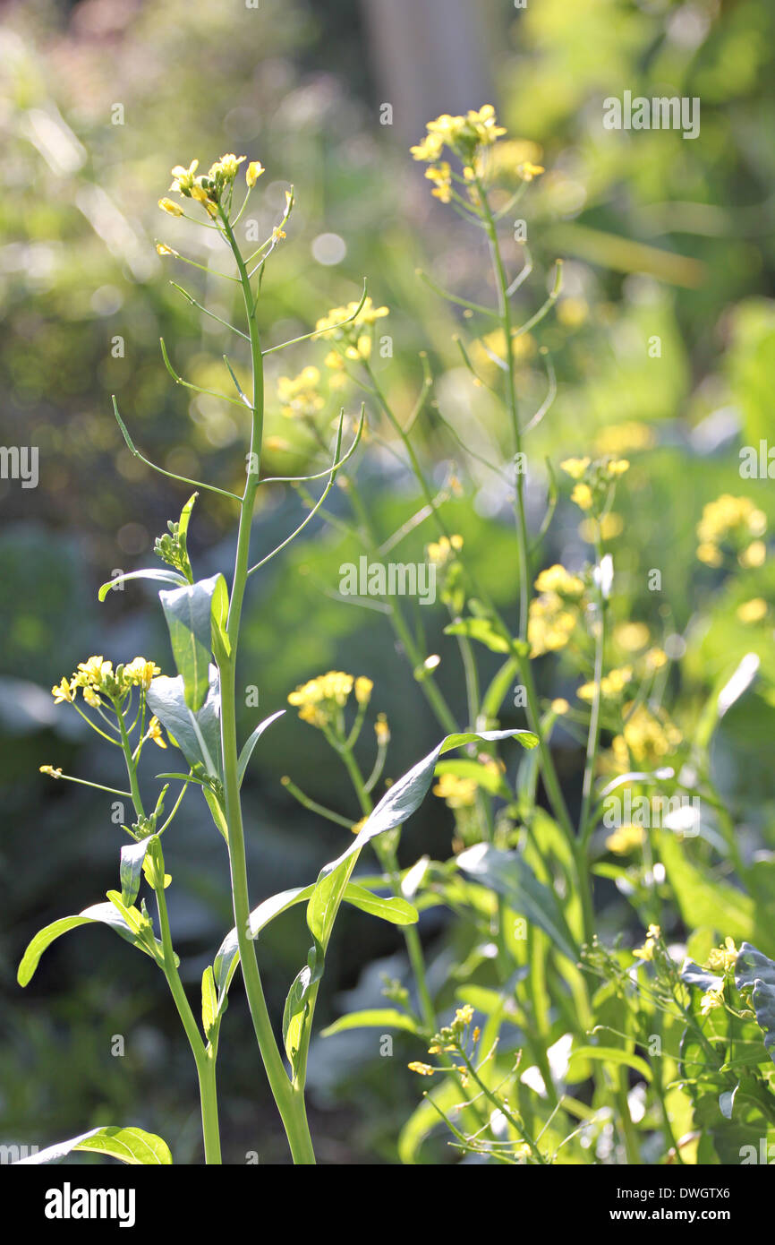 La floraison le bok choy dans la lumière du soleil du matin. Banque D'Images