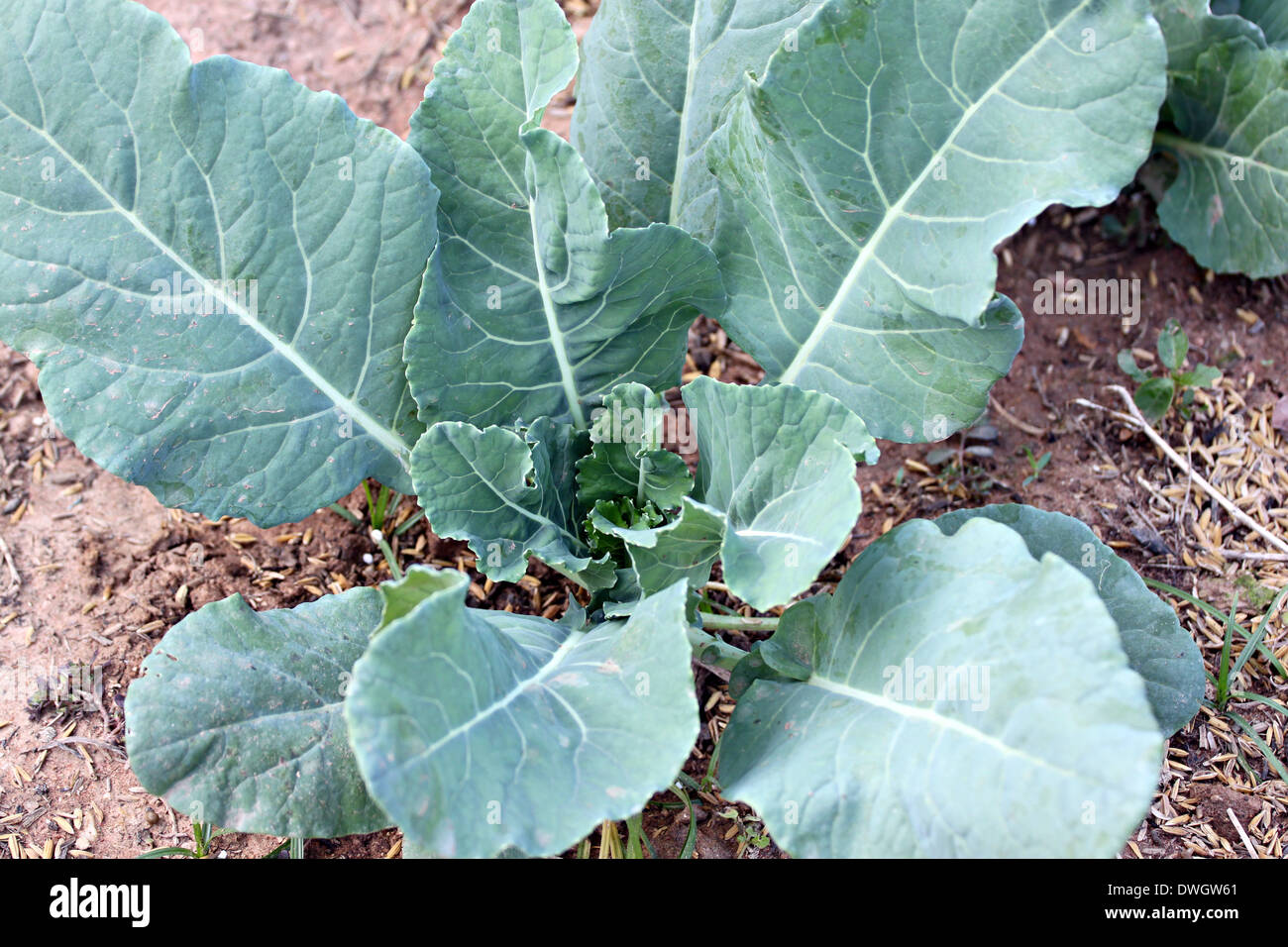 Des semis de légumes Chou échoué dans le jardinage. Banque D'Images