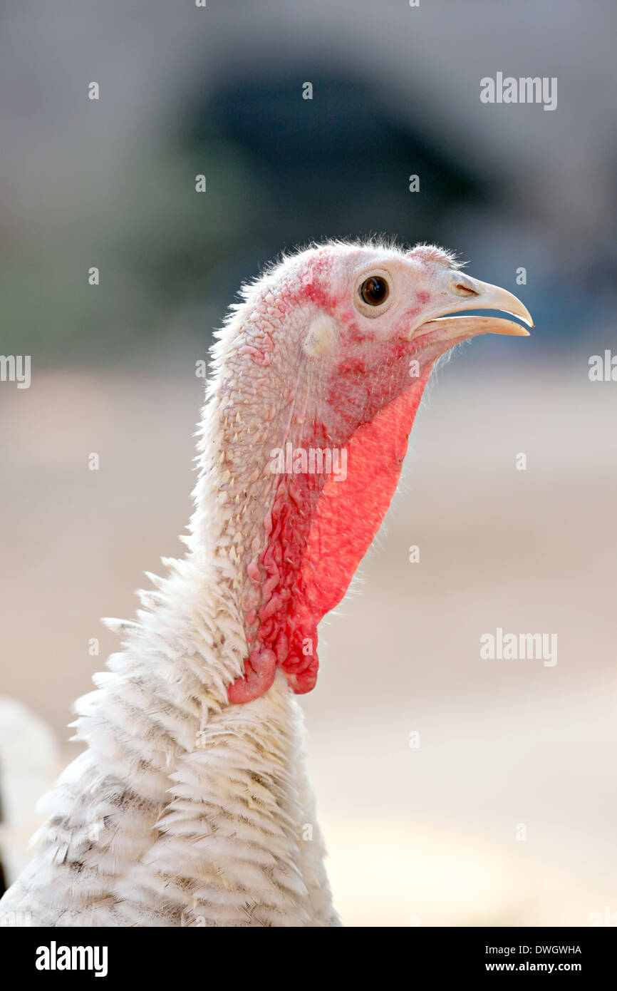 La tête de la Turquie poule. Banque D'Images