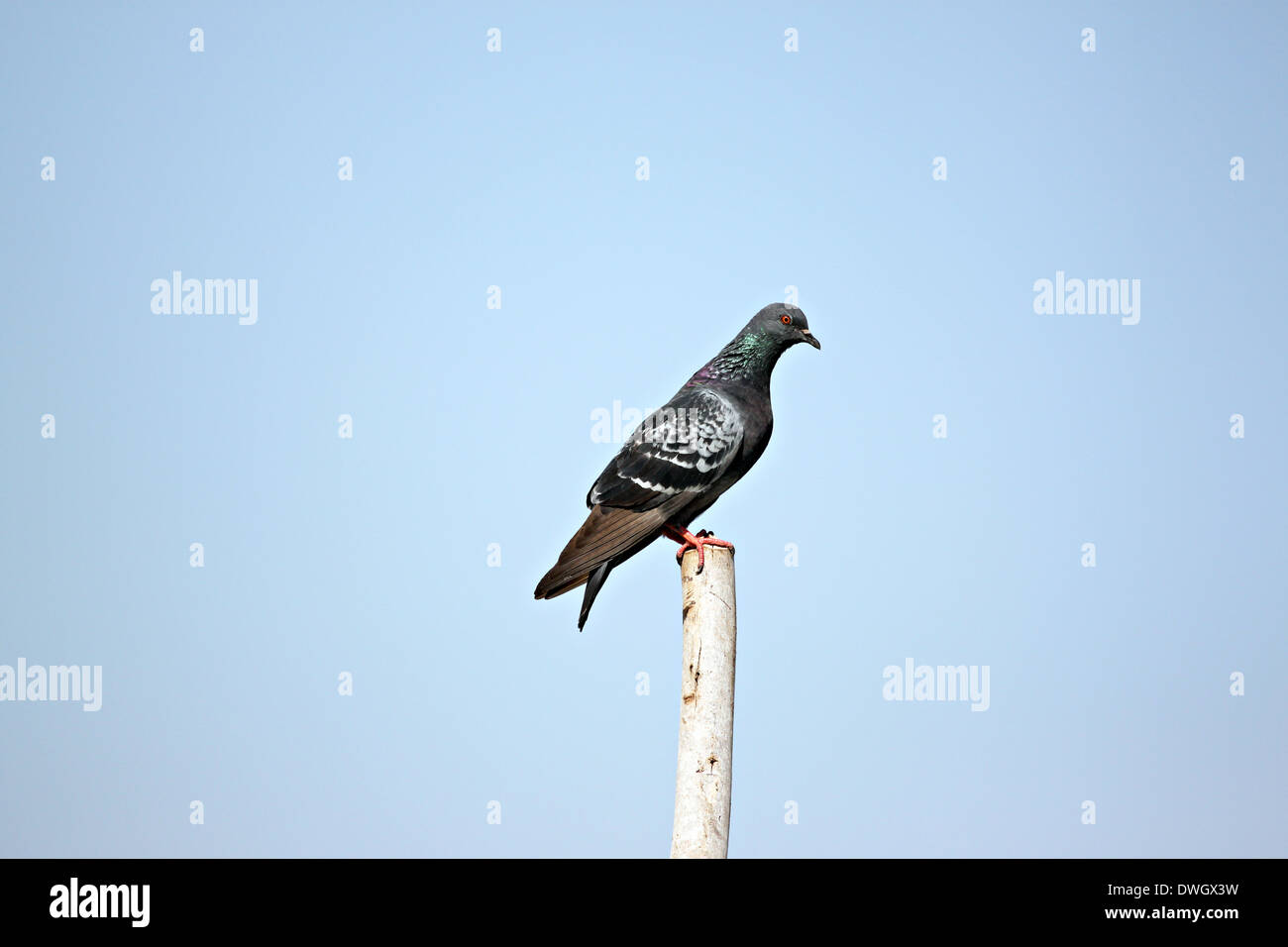 Les pigeons perché au sommet de poteaux en bois. Banque D'Images