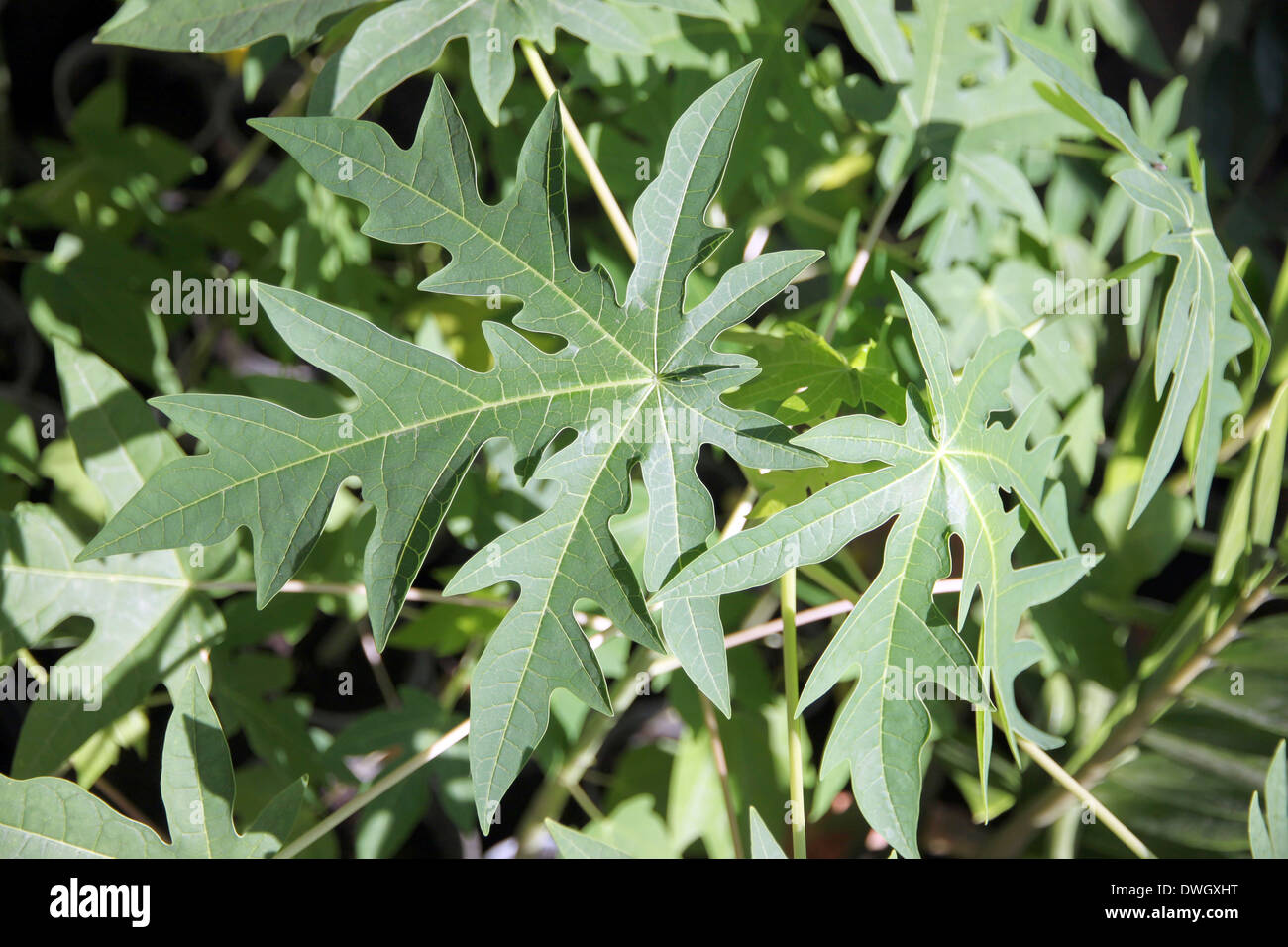 Feuilles de papayer dans le jardin. Banque D'Images