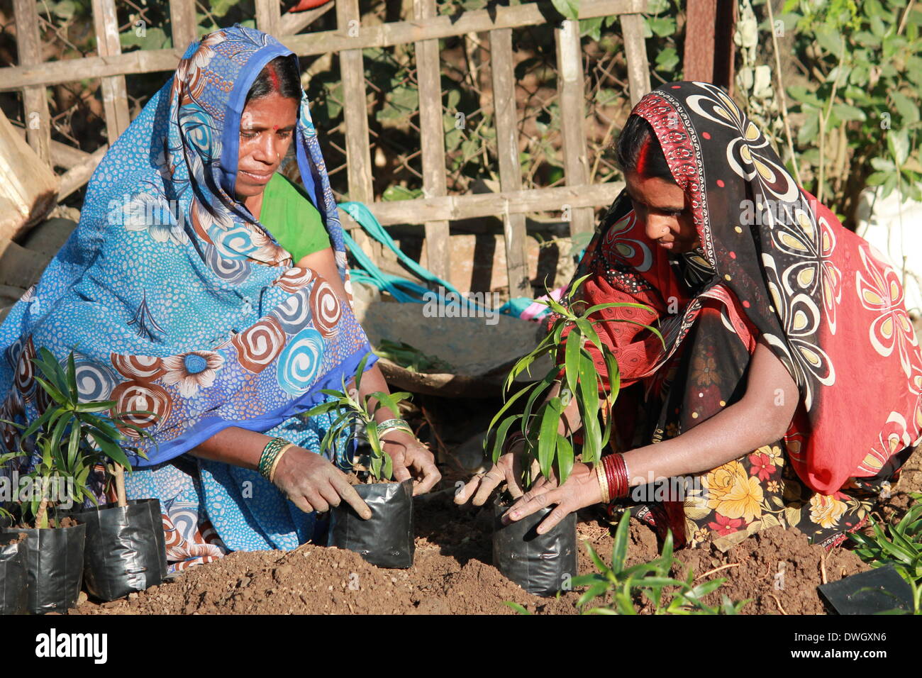Bailey Road, Patna, Bihar, Inde, le 08 mars, 2014. Le travail des femmes au travail pépinière plantation sur la Journée internationale de la femme. Photo par Rupa Ghosh/Alamy Live News. Banque D'Images
