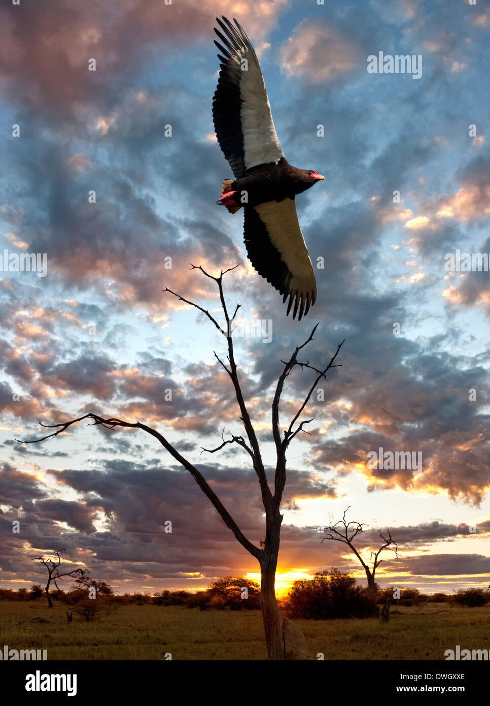 African Aigle Bateleur (Terathopius ecaudatus) - Botswana. Banque D'Images