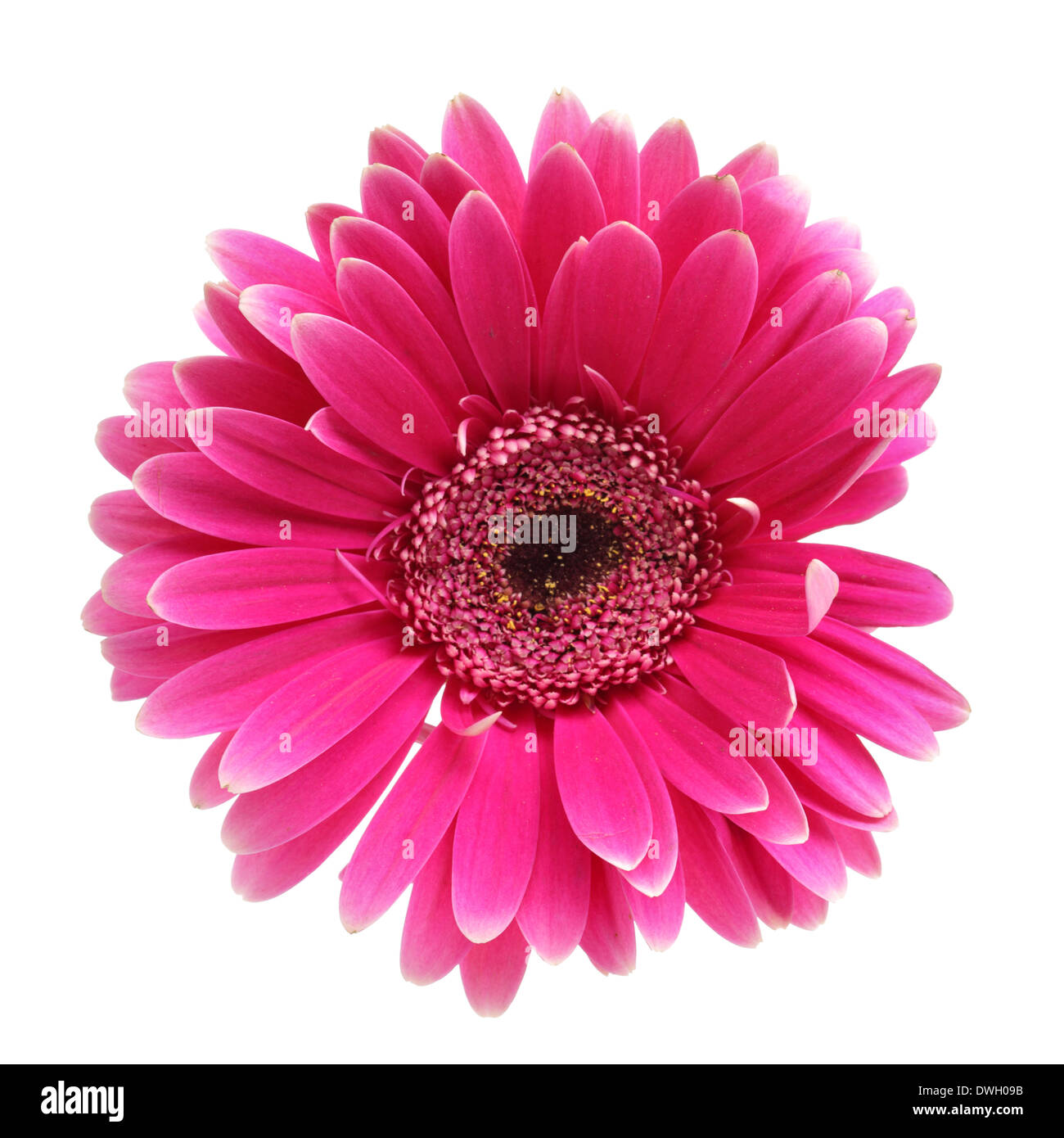 Pink daisy flower isolated over white background Banque D'Images