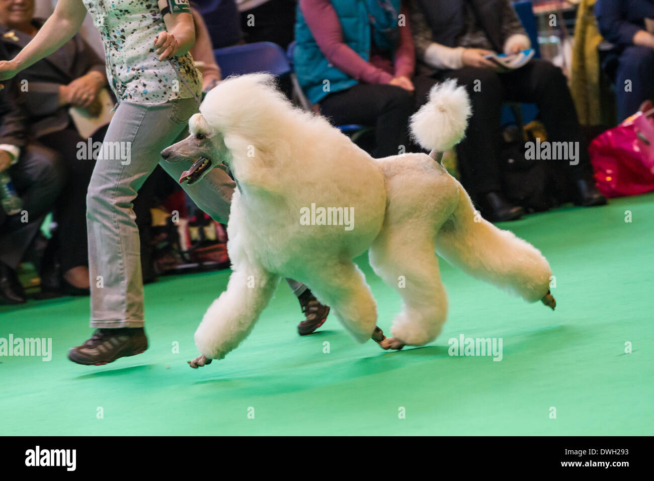 Photos prises à la Crufts 2014 show à Birmingham UK Banque D'Images