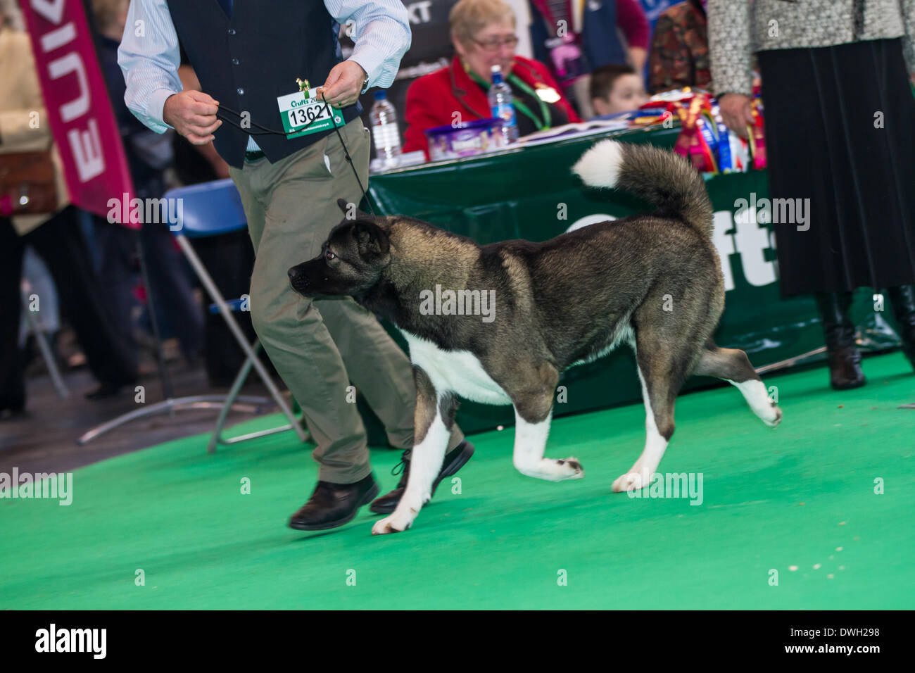 Photos prises à la Crufts 2014 show à Birmingham UK Banque D'Images