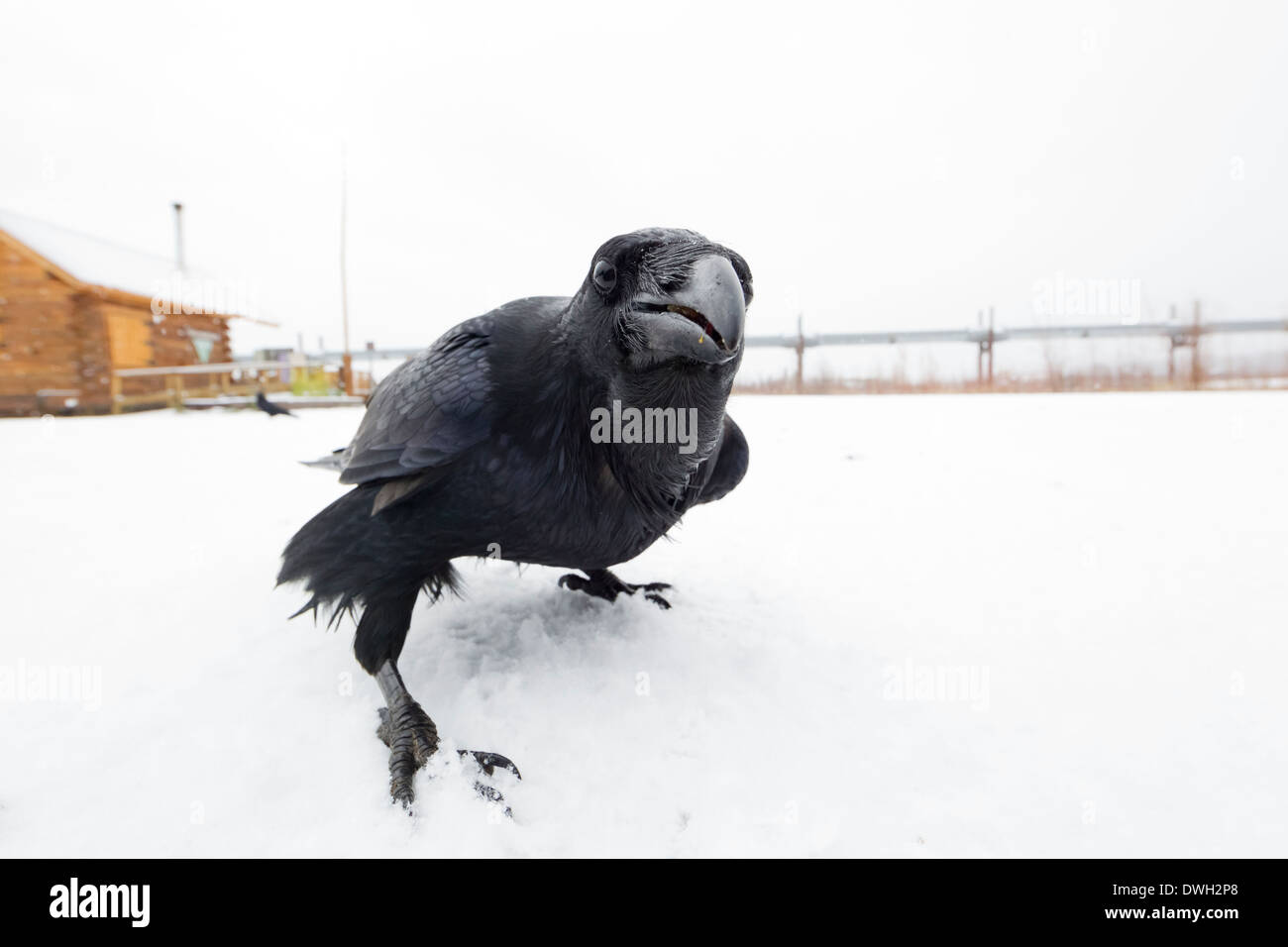 Grand Corbeau Corvus corax se nourrissant dans l'objectif de la caméra le long de la hotte Dalton Highway, en Alaska, en octobre. Banque D'Images