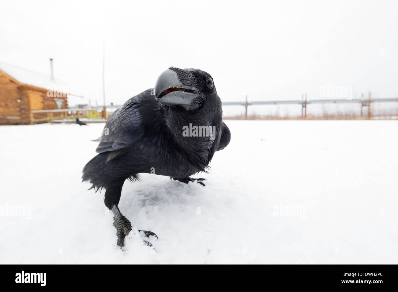 Grand Corbeau Corvus corax se nourrissant dans l'objectif de la caméra le long de la hotte Dalton Highway, en Alaska, en octobre. Banque D'Images