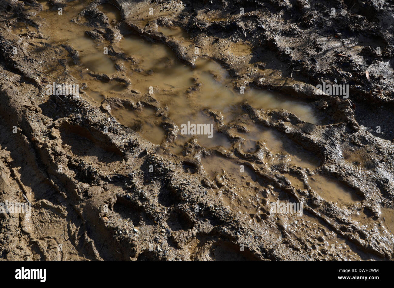 Des empreintes de pas dans l'eau pays boueux sentier après une longue période pluvieuse. Métaphore bâton dans la vase, la boue, la texture de surface boueuse, la boue, la boue de l'hiver. Banque D'Images