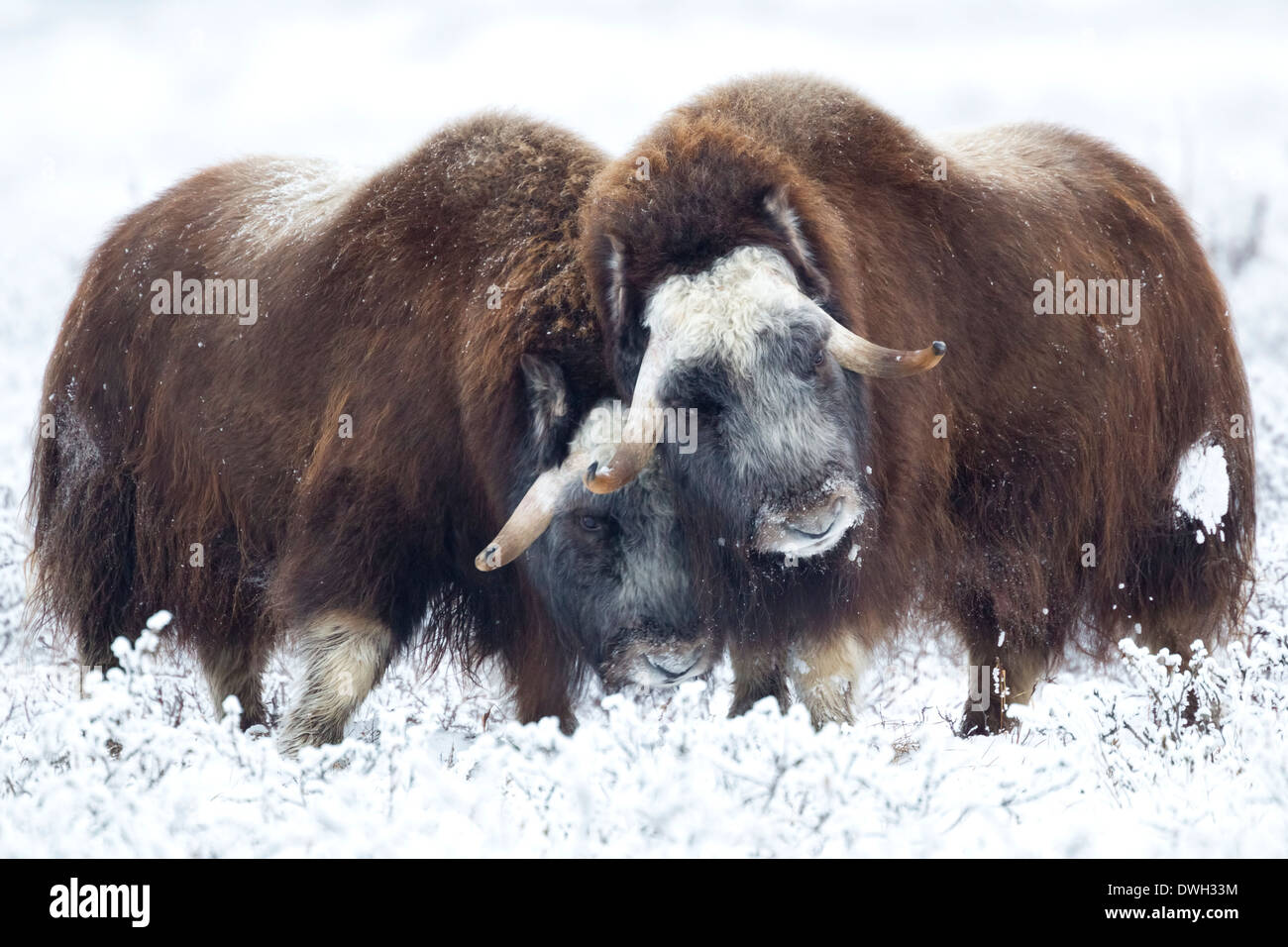 Bœufs musqués Ovibus moschatus les hommes de tête à tête près de Prudhoe Bay, en Alaska, en octobre. Banque D'Images