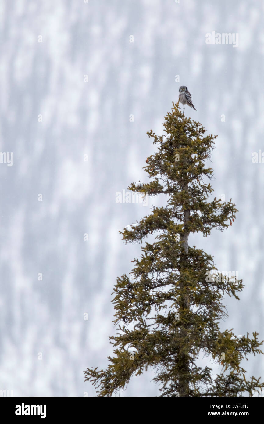 Chouette épervière Surnia ulula, perché sur le pin dans blizzard le long de la route de l'Alaska, Dalton en octobre. Banque D'Images