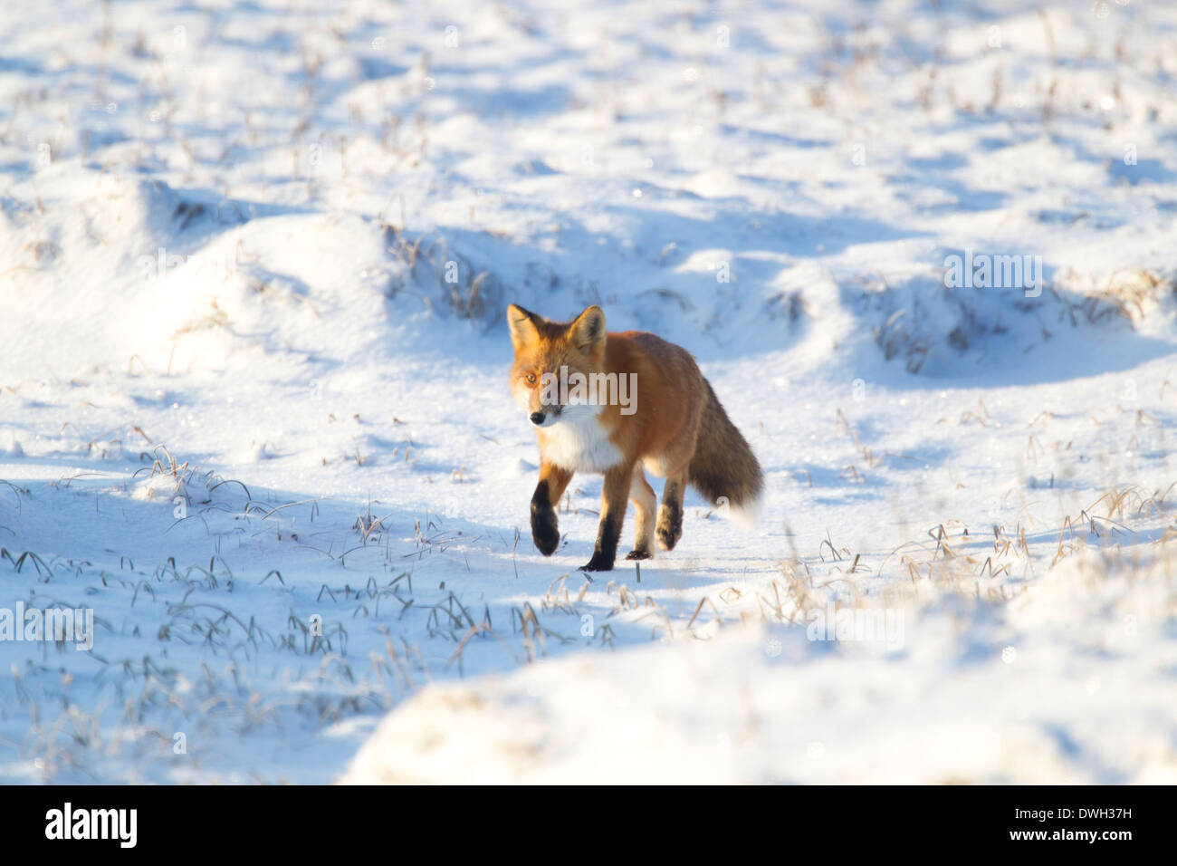Le Renard roux Vulpes vulpes sur toundra arctique près de Prudhoe Bay, en Alaska, en octobre. Banque D'Images