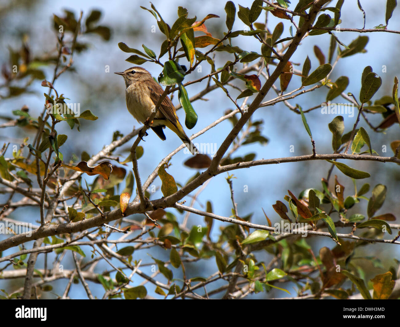 Oiseaux Paruline perché sur une branche d'arbre, ayant migré vers la Floride pour la saison d'hiver. Banque D'Images