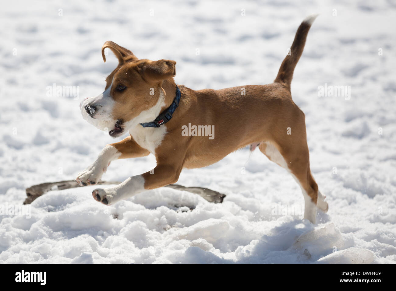 Un brun et blanc 5 mois beagle puppy jouer dans la neige. Banque D'Images