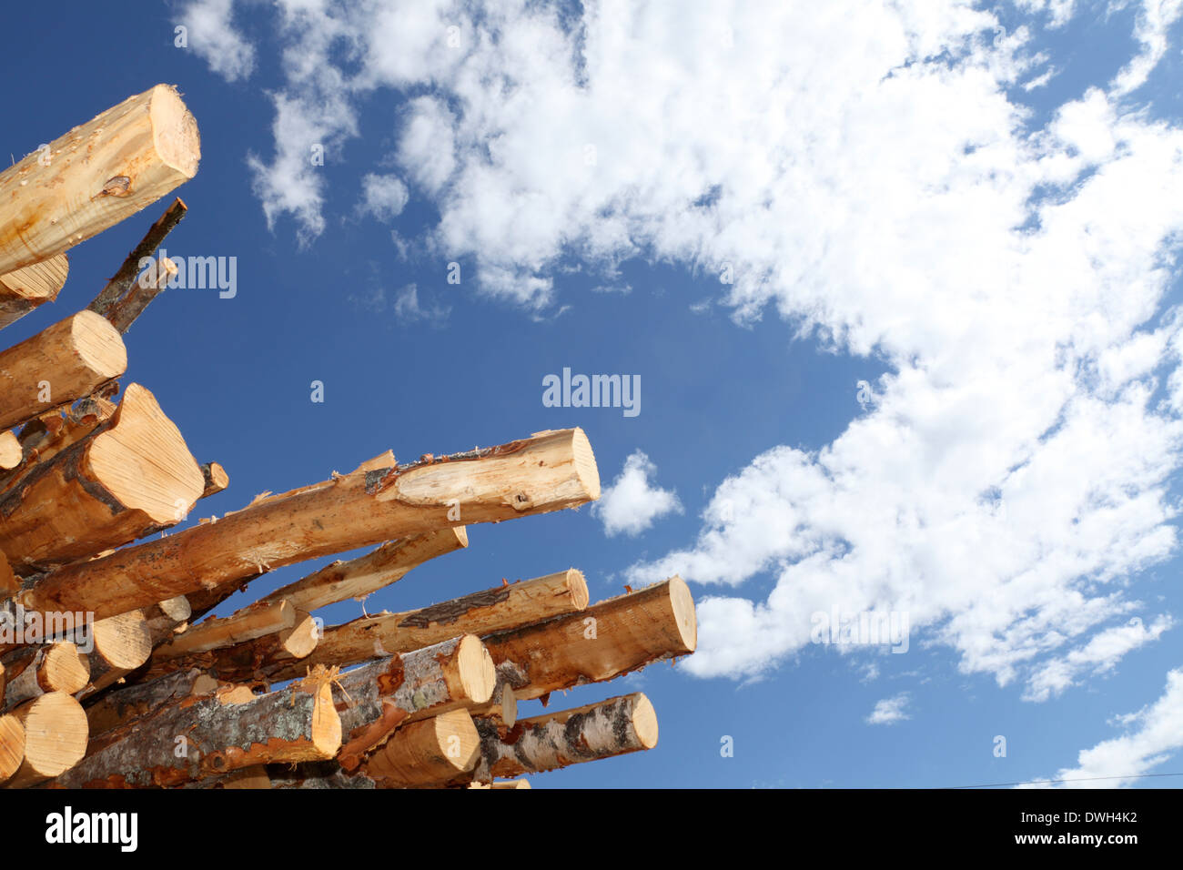 Bois empilé en attente de transport vers les usines de papier. Banque D'Images