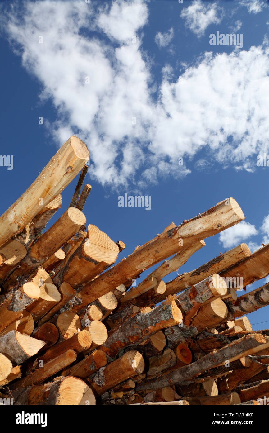 Bois empilé en attente de transport vers les usines de papier. Banque D'Images