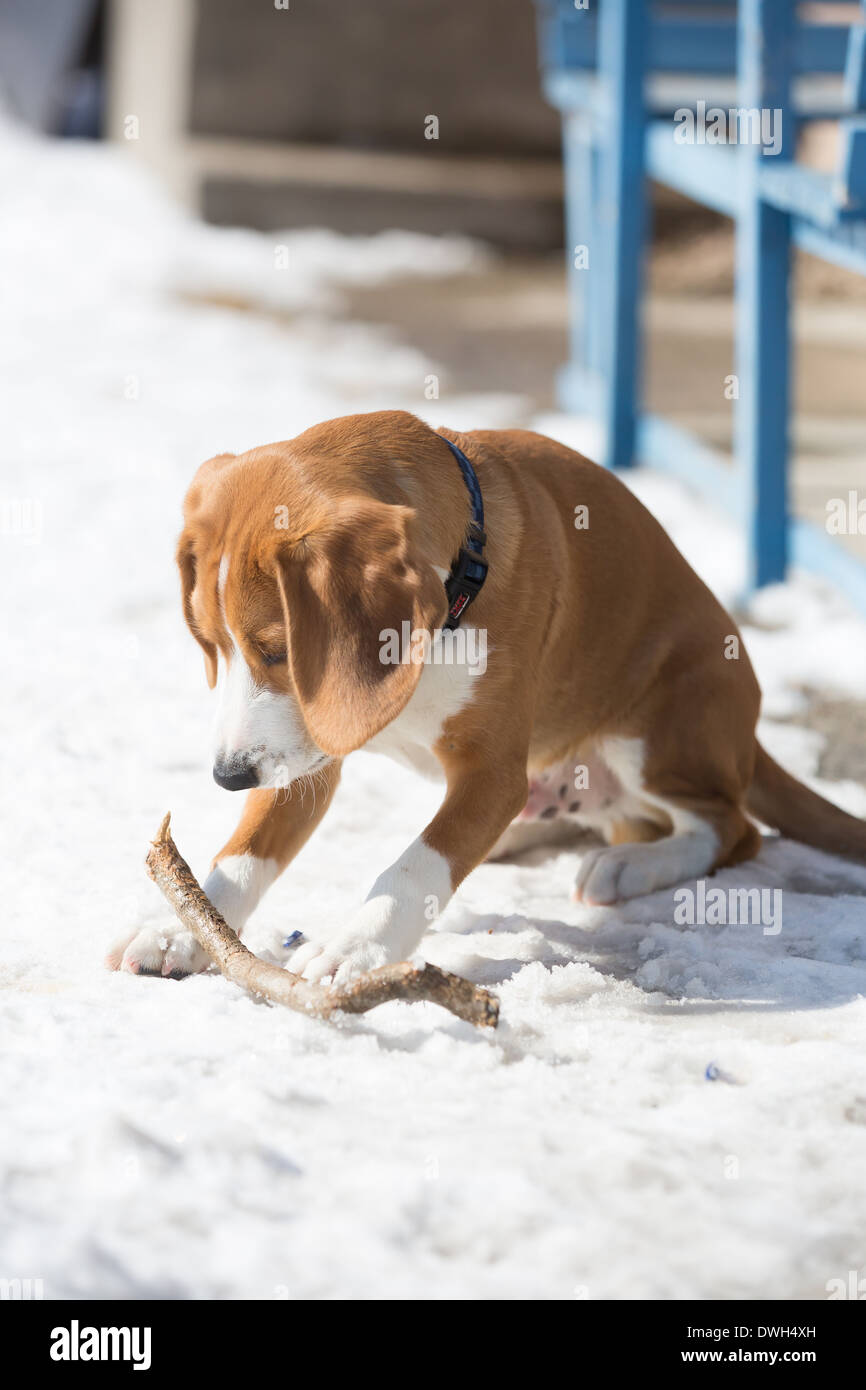 Un brun et blanc 5 mois beagle puppy jouer dans la neige. Banque D'Images