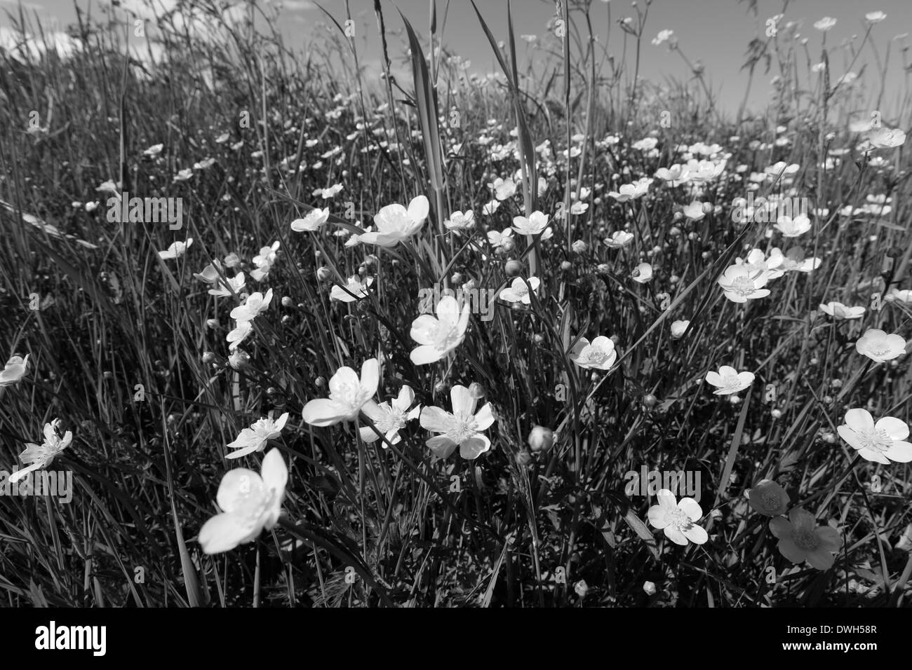 Fleurs de renoncule (Ranunculus) dans un pré en fleurs au printemps. Photographie en noir et blanc. Banque D'Images