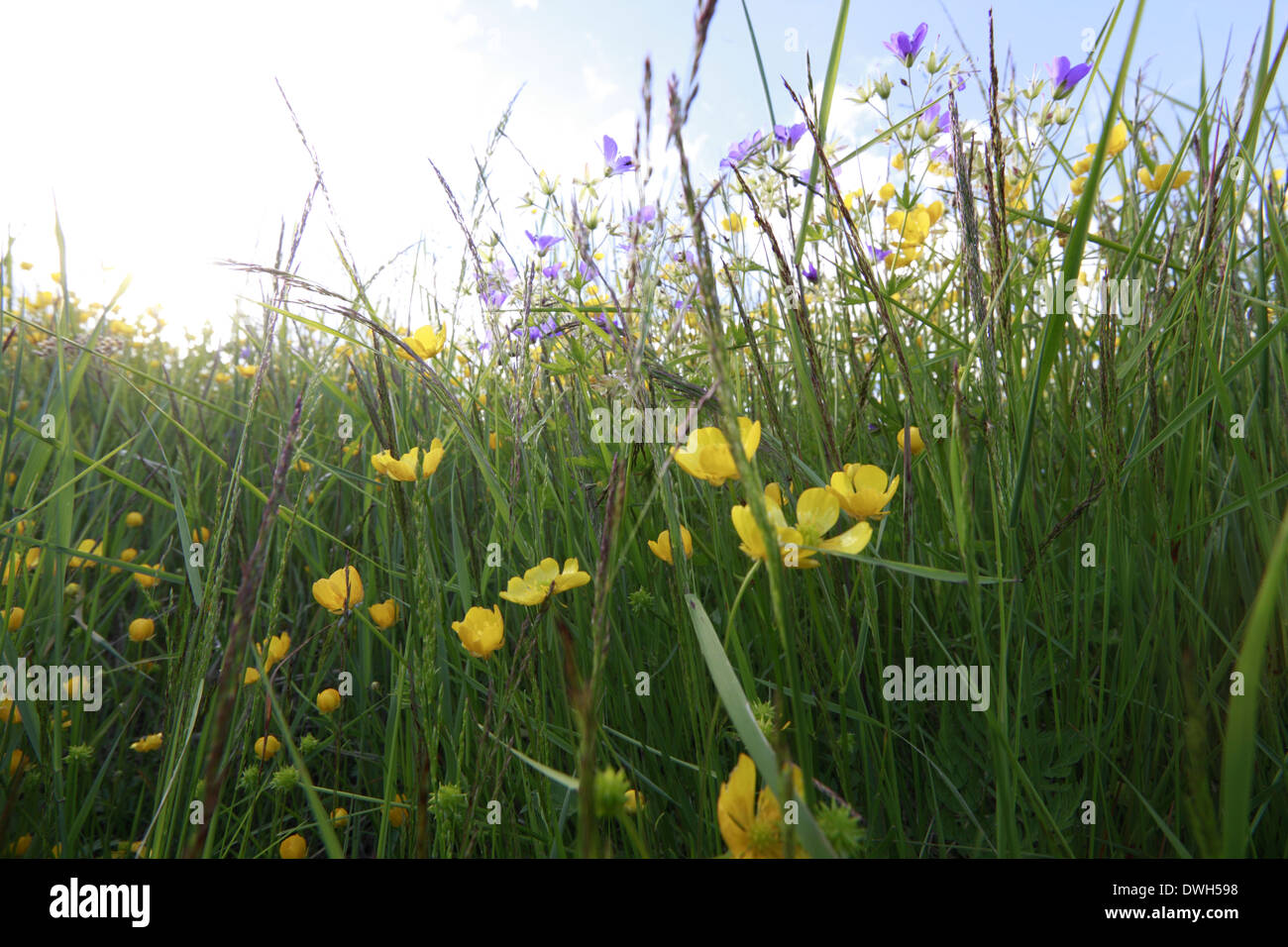Fleurs de renoncule (Ranunculus) dans un pré en fleurs au printemps. Banque D'Images