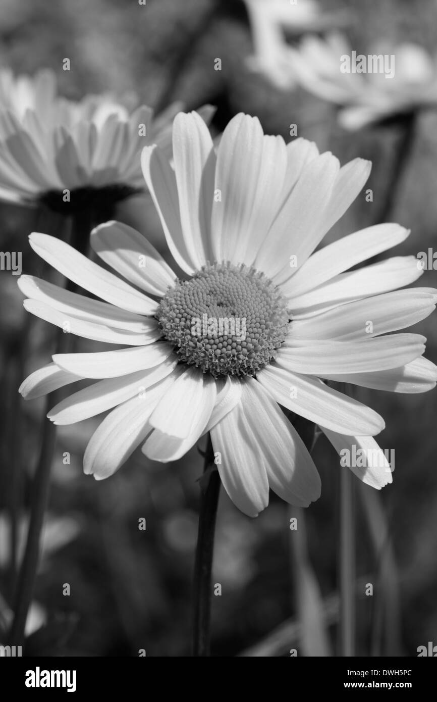 Leucanthemum vulgare Oxeye (marguerites) dans un pré en fleurs au printemps. Photographie en noir et blanc. Banque D'Images