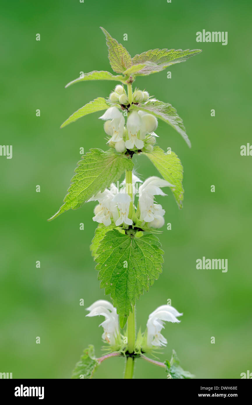 L'ortie blanche ou blanc Dead-nettle (Lamium album), Nordrhein-Westfalen, Allemagne Banque D'Images