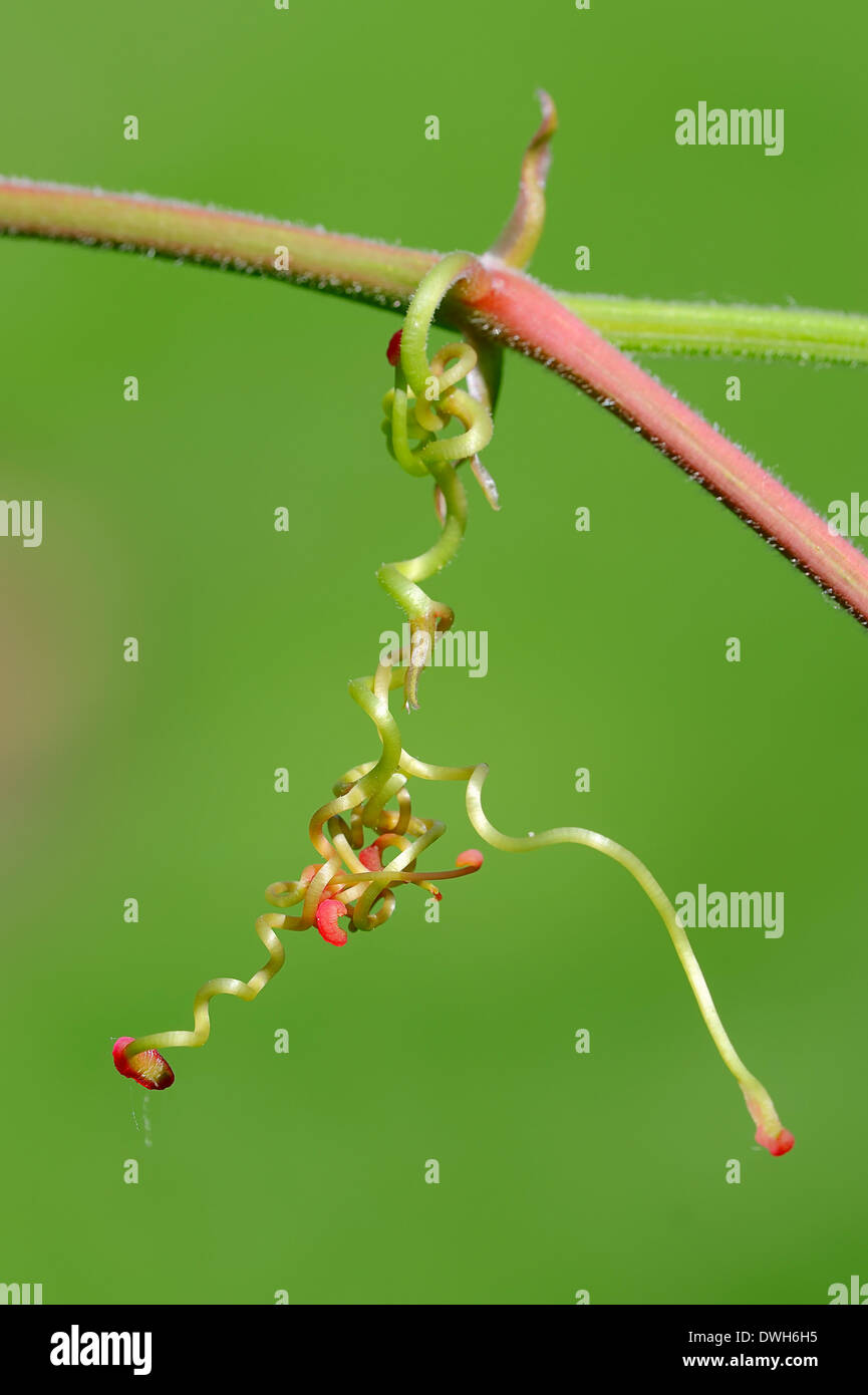 Virginia creeper, Woodbine, américain ou Ivy Ivy à cinq feuilles (Parthenocissus quinquefolia), les disques virtuels Banque D'Images