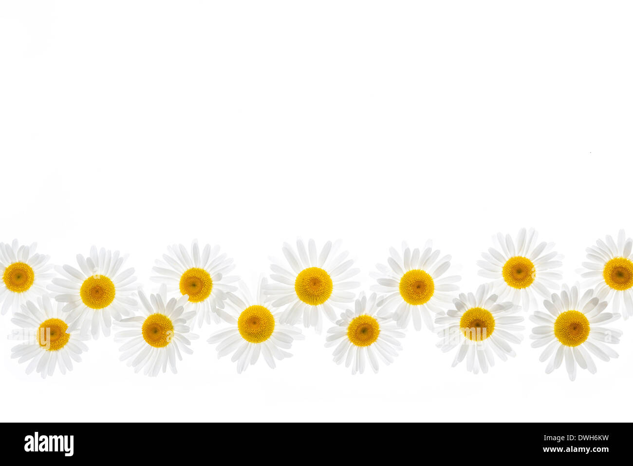 Frontière de fleurs marguerites oxeye isolé sur fond blanc Banque D'Images