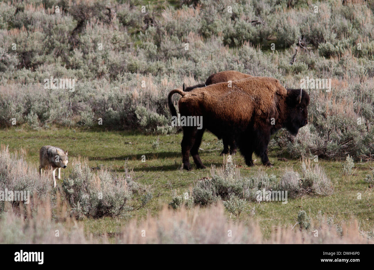 Loup gris La chasse au bison avec bébé Parc National de Yellowstone au Wyoming Banque D'Images